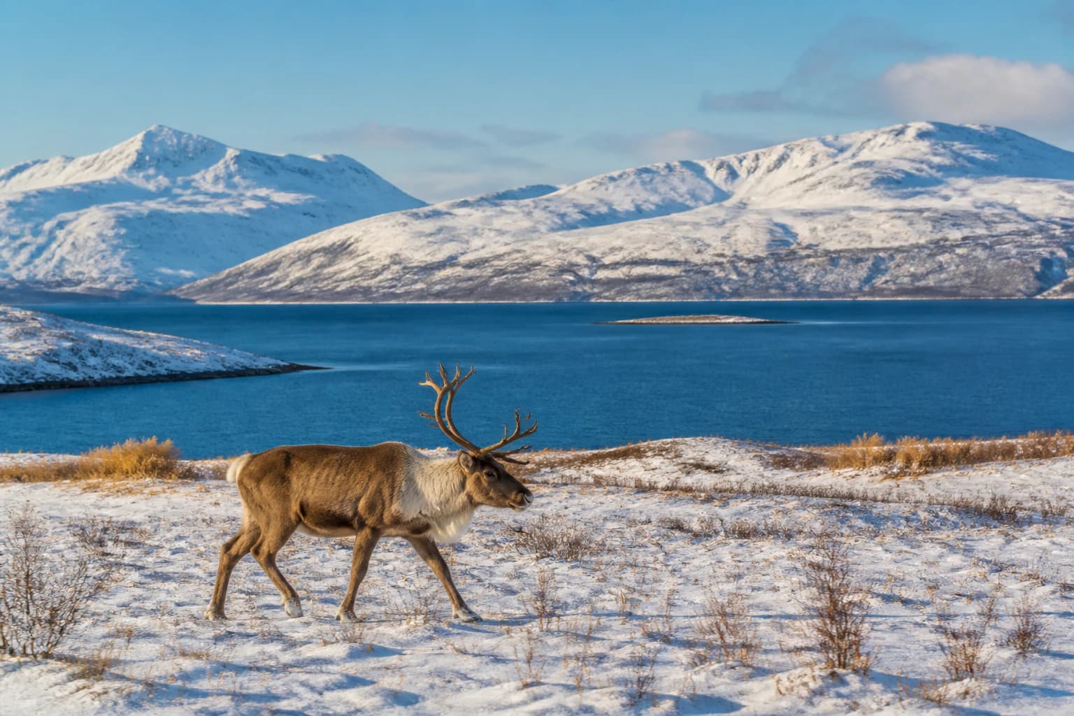 Tromsø yakınlarında karlı ovadan geçen yalnız bir ren geyiği