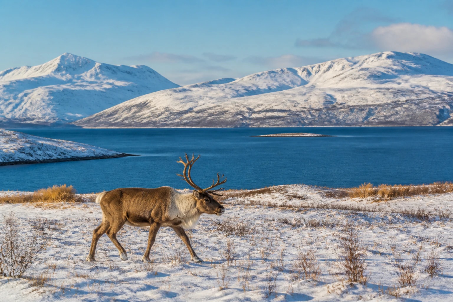 Tromsø yakınlarında karlı ovadan geçen yalnız bir ren geyiği